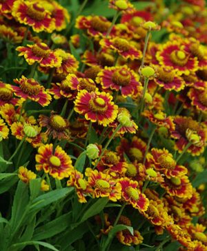 Helenium Zorro Bicolor Shades