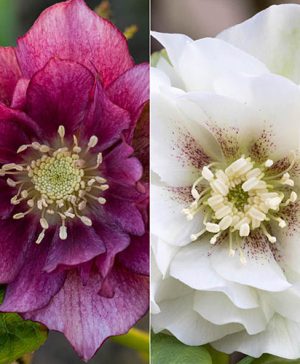 Hellebore Collection