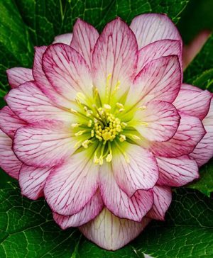 Hellebore Double Ellen Picotee