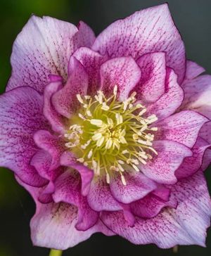 Hellebore Double Ellen Pink