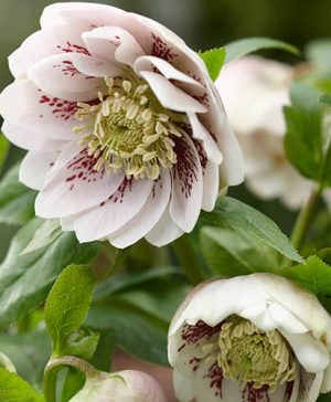 Hellebore Double Ellen Pink Spotted