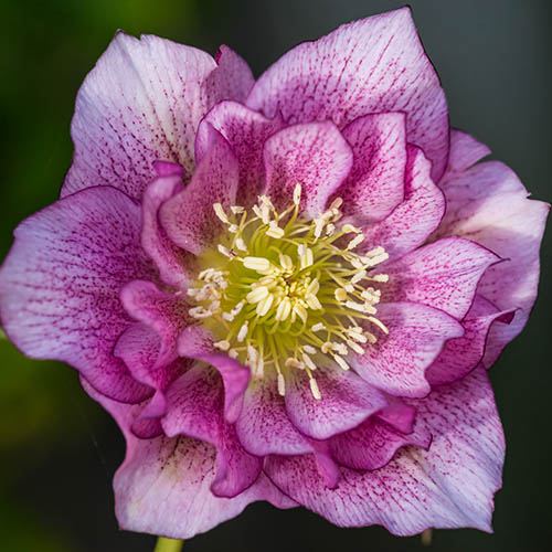 Hellebore Double Ellen Pink