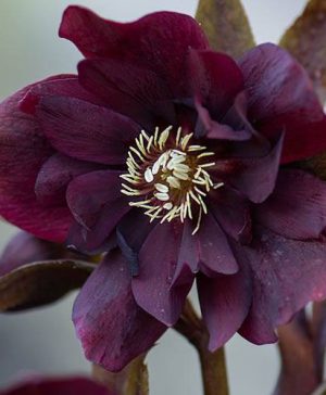 Hellebore Double Ellen Purple