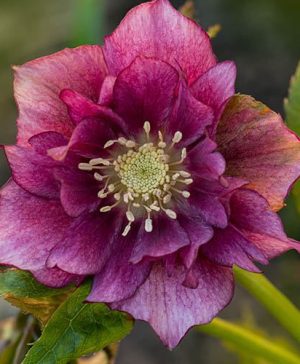 Hellebore Double Ellen Red
