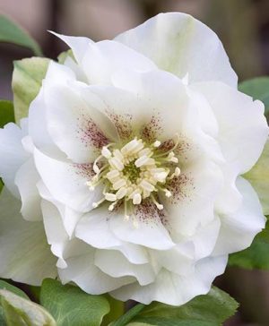 Hellebore Double Ellen White