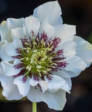 Hellebore Double Ellen White Spotted