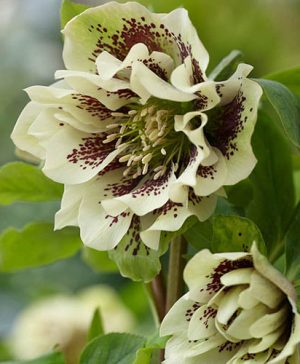 Hellebore Double Ellen Yellow Spotted