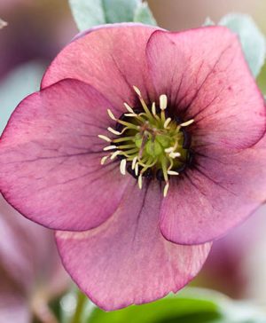Hellebore Pretty Ellen Red
