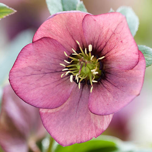 Hellebore Pretty Ellen Red