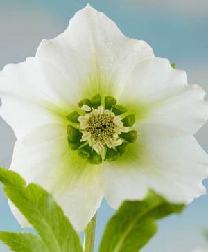 Hellebore Pretty Ellen White