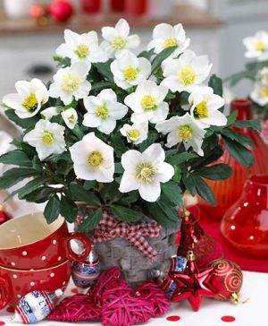 Helleborus niger (Christmas Rose) in 15cm pot