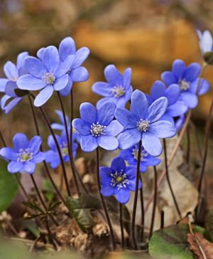 Hepatica nobilis Anemone