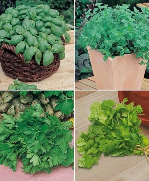 Herb Seed Collection
