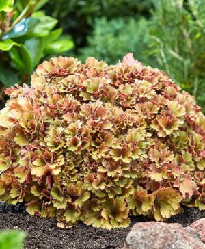 Heuchera Frilly