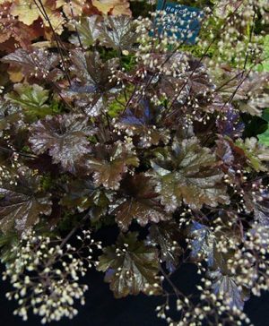 Heuchera Metallic Shimmer
