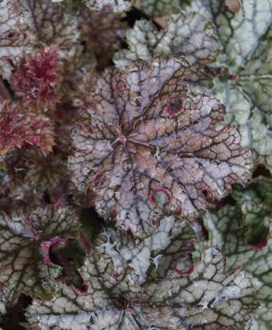 Heuchera Silver Celebration