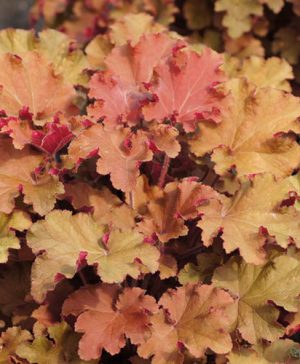 Heuchera Tangerine Wave