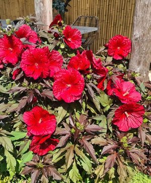 Hibiscus Giant Red