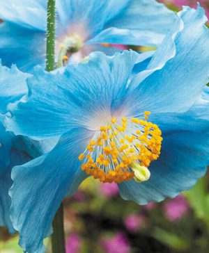 Himalayan Blue Poppy