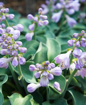 Hosta Blue Mouse Ears