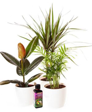 Houseplant Collection with Pots