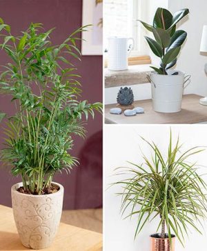 Houseplant Mix 3 Plants