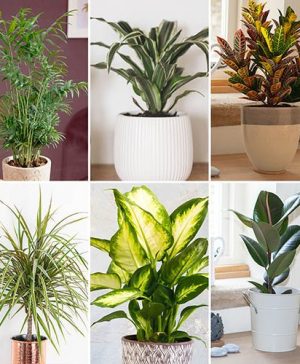 Houseplant Mix 6 Plants