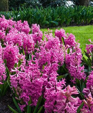 Hyacinth Pink