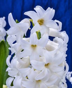 Hyacinth White