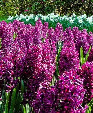 Hyacinth Woodstock