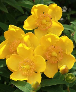 Hypericum Hidcote