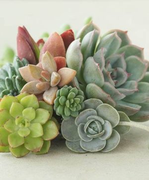 Indoor Succulents Mix