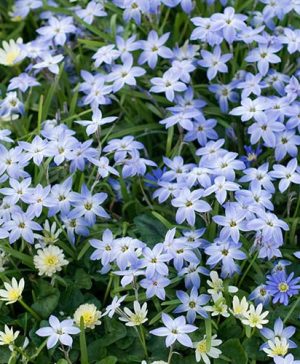 Ipheion uniflorum (spring starflower)