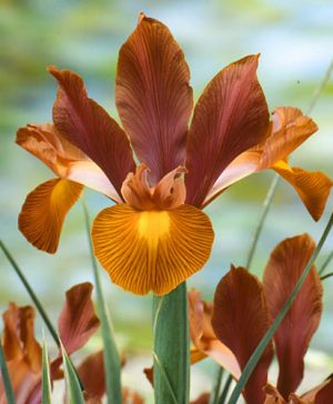 Iris Hollandica Lion King