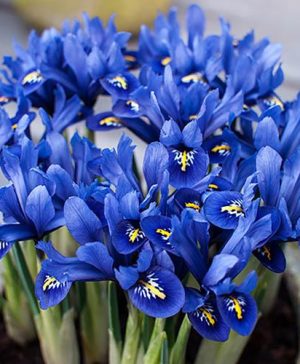 Iris reticulata Blue (miniature)