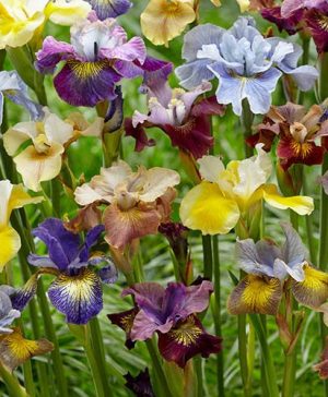 Iris sibirica Peacock Mix