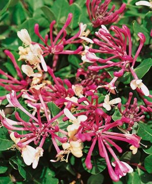 Japanese Honeysuckle Lonicera japonica