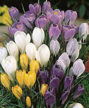 Jumbo Crocus Mix