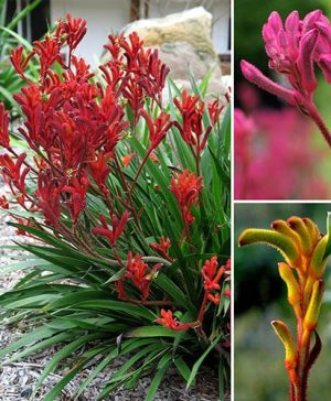 Kangaroo Paws Anigozanthos&nbsp;Bush Gems