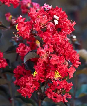 Lagerstroemia indica Crimson Red Black Diamond