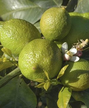 Large Bearss Lime Tree