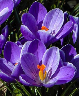 Large-Flowered Blue Crocus