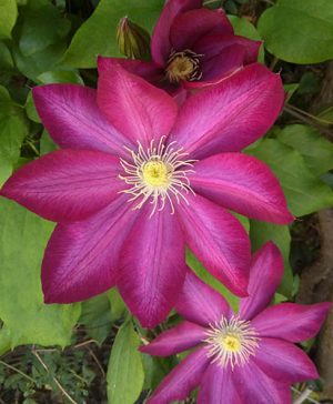 Large Flowered Clematis Pink Champagne