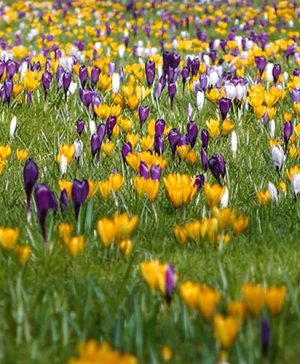 Large-Flowered Crocus Mix