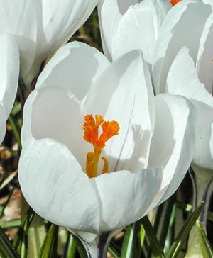 Large-Flowered White Crocus