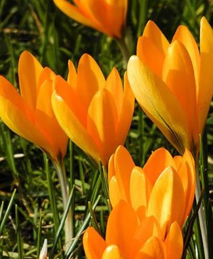 Large-Flowered Yellow Crocus