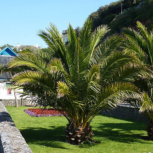 Large Phoenix canariensis Canary Island Date Palm 1.5M