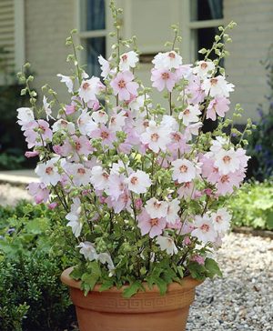 Lavatera Mallow Barnsley Baby