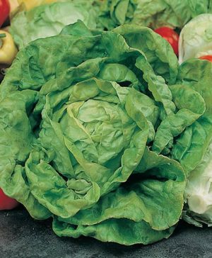Lettuce All The Year Round