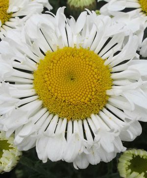 Leucanthemum Real Neat